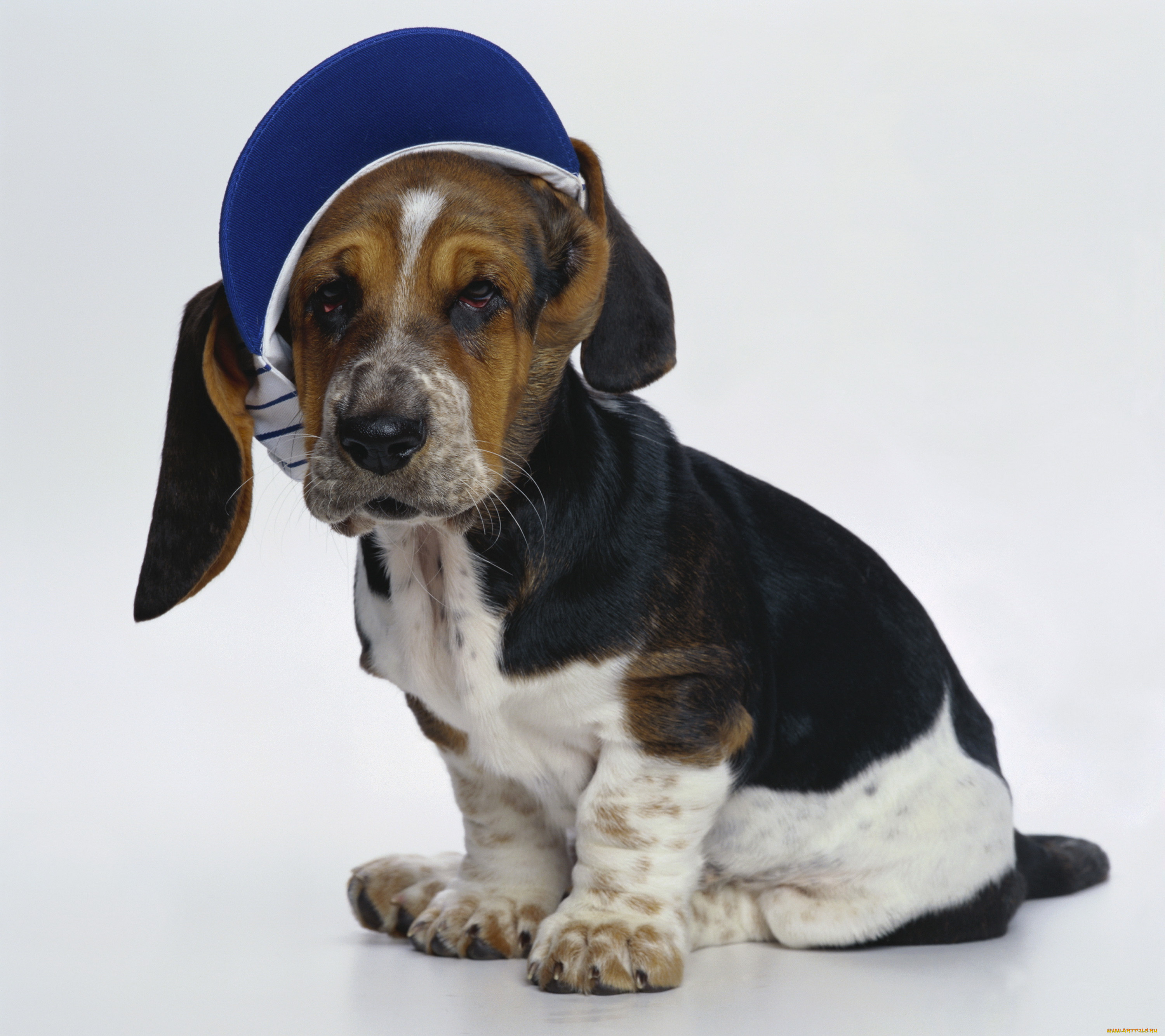 -, , , , , basset, hound